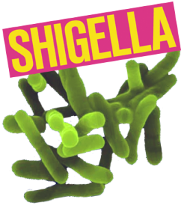 Shigella News